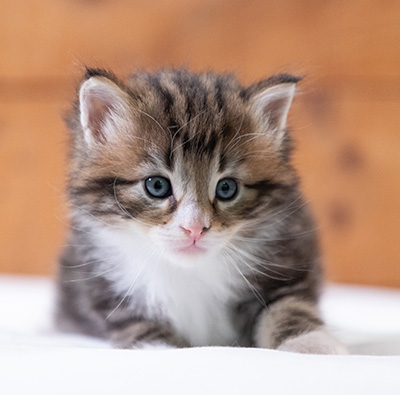 Stanley - 4 weeks old