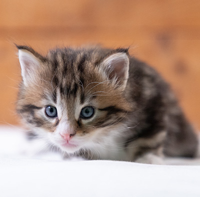 Stanley - 4 weeks old