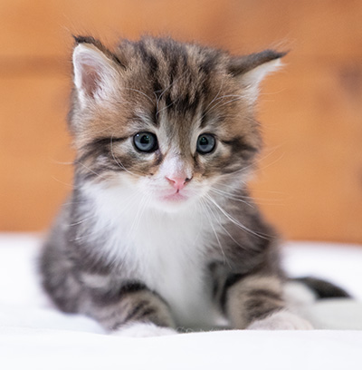 Stanley - 4 weeks old