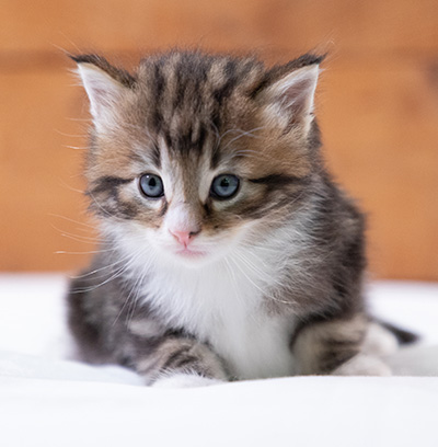 Stanley - 4 weeks old