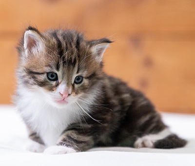 Stanley - 4 weeks old