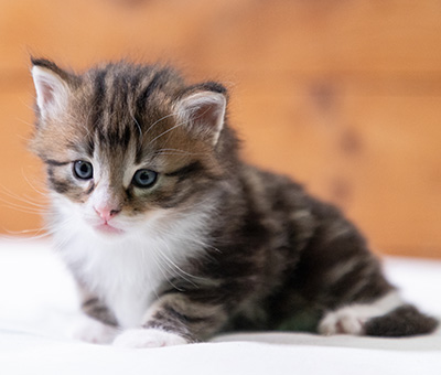 Stanley - 4 weeks old