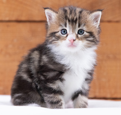 Stanley - 4 weeks old