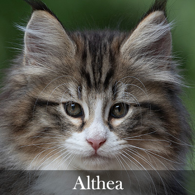 Althea