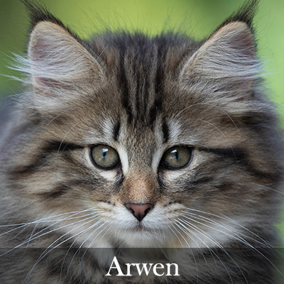 Arwen