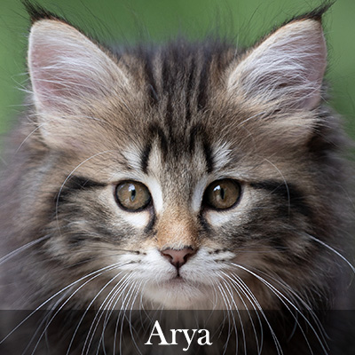 Arya