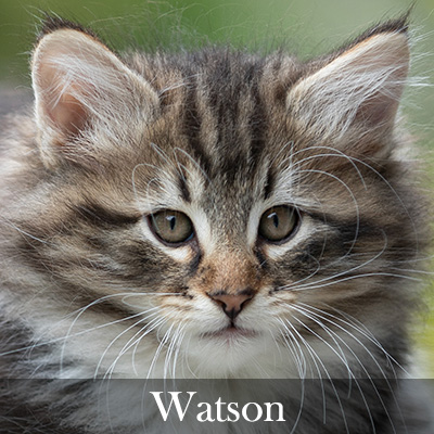 Watson