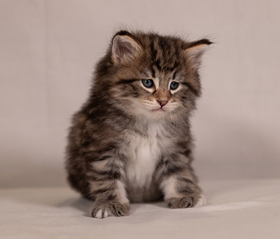 Wendela - 5 weeks old