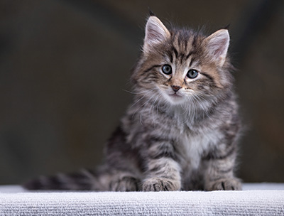 Wilkins - 7 weeks old