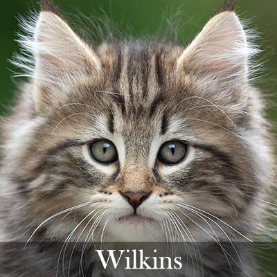 Wilkins