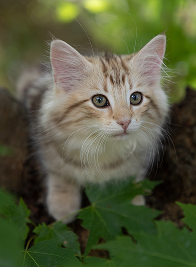 Odalisque - 12 weeks old