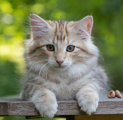 Odalisque - 12 weeks old