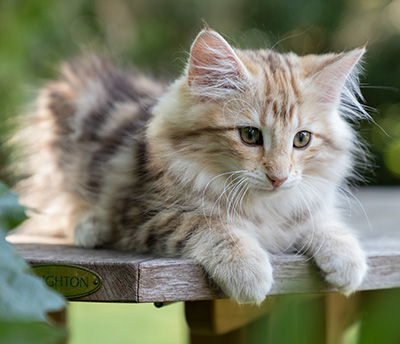 Odalisque - 12 weeks old