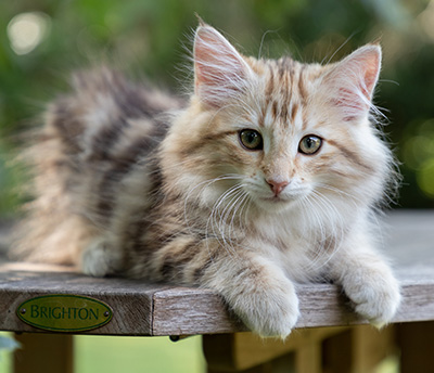 Odalisque - 12 weeks old