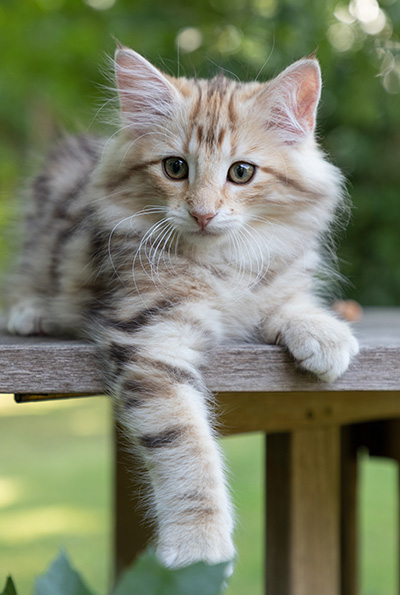 Odalisque - 12 weeks old