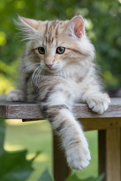 Odalisque - 12 weeks old