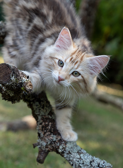 Odalisque - 12 weeks old