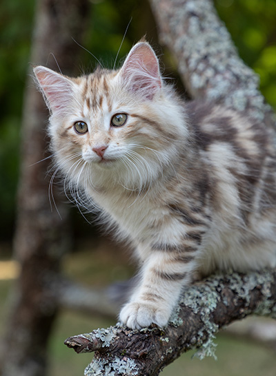 Odalisque - 12 weeks old