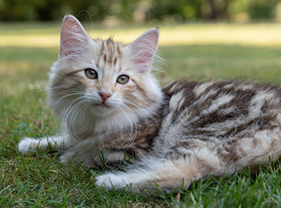 Odalisque - 12 weeks old