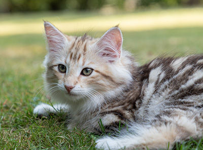 Odalisque - 12 weeks old