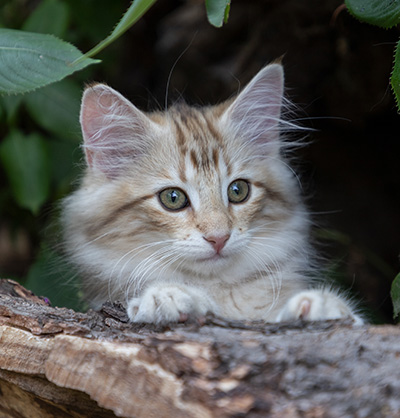Odalisque - 12 weeks old
