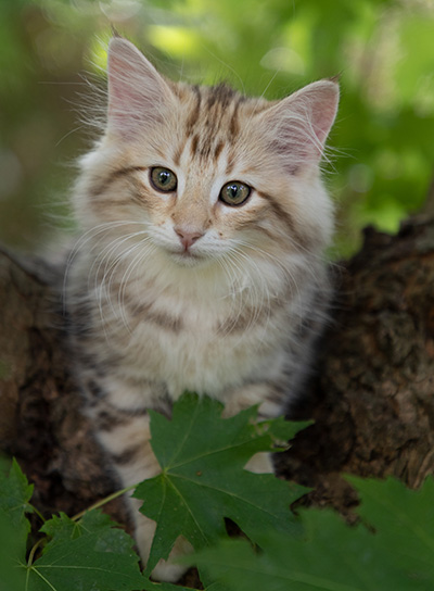 Odalisque - 12 weeks old
