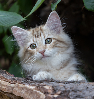Odalisque - 12 weeks old
