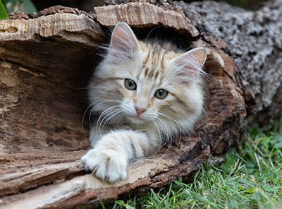 Odalisque - 12 weeks old