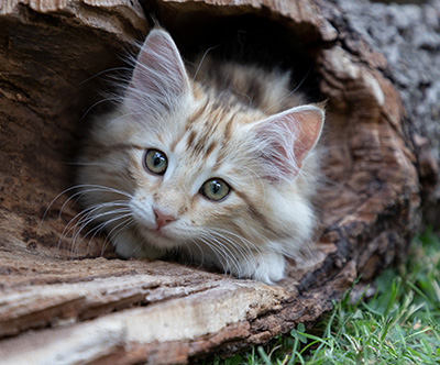 Odalisque - 12 weeks old