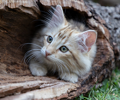 Odalisque - 12 weeks old