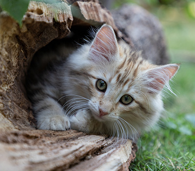 Odalisque - 12 weeks old