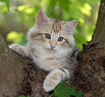 Odalisque - 12 weeks old