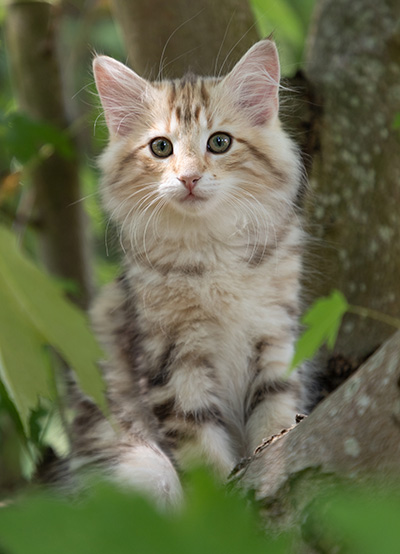 Odalisque - 12 weeks old