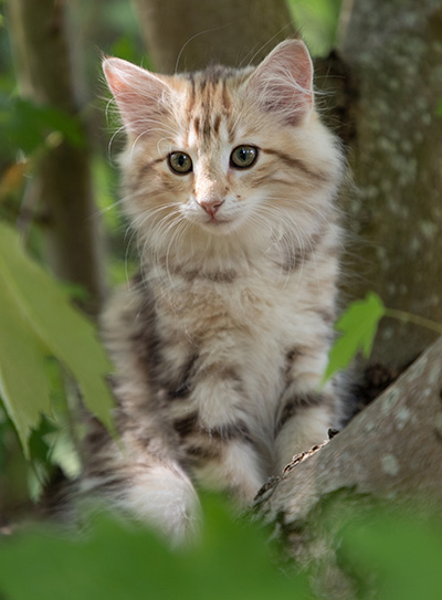 Odalisque - 12 weeks old