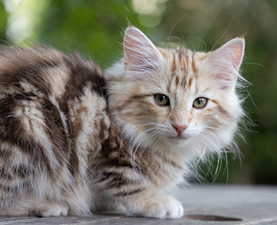 Odalisque - 12 weeks old