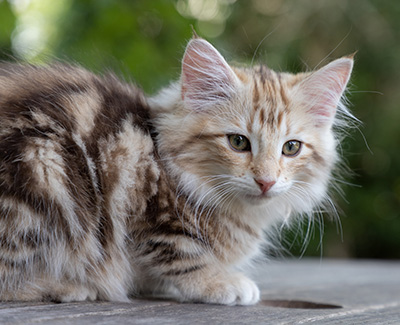 Odalisque - 12 weeks old