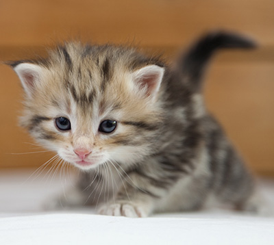 Odalisque - 4 weeks old