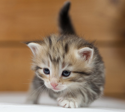 Odalisque - 4 weeks old