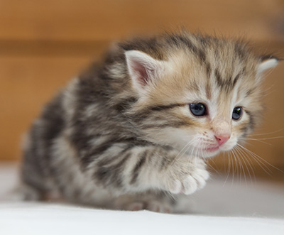 Odalisque - 4 weeks old