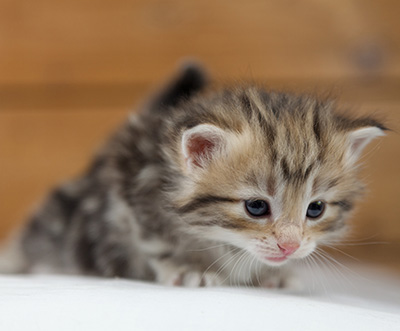 Odalisque - 4 weeks old