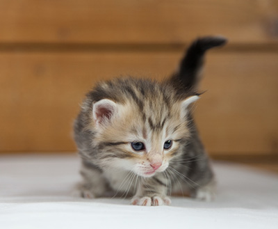 Odalisque - 4 weeks old