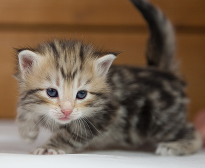 Odalisque - 4 weeks old