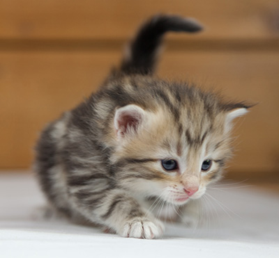 Odalisque - 4 weeks old