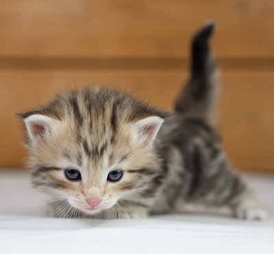 Odalisque - 4 weeks old