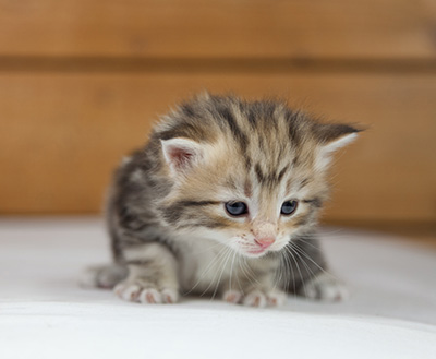 Odalisque - 4 weeks old