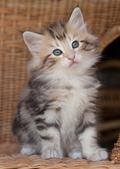 Odalisque - 7 weeks old
