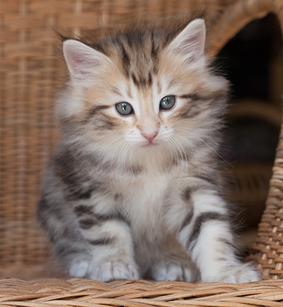 Odalisque - 7 weeks old