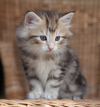 Odalisque - 7 weeks old