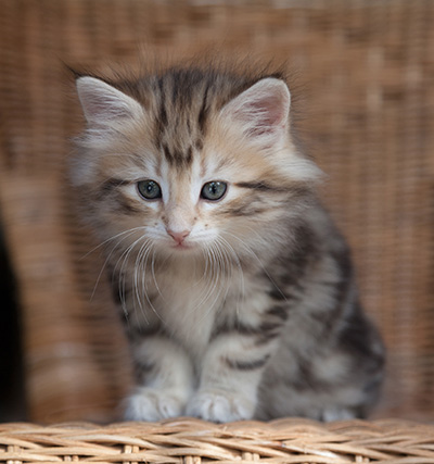 Odalisque - 7 weeks old