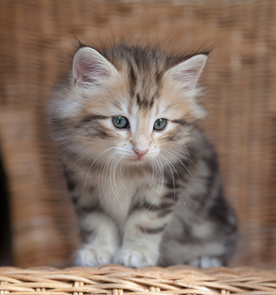 Odalisque - 7 weeks old